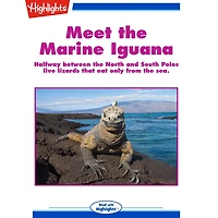 Meet the Marine Iguana: Halfway between the North and South Poles live lizards that eat only from the sea.