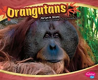 Orangutans