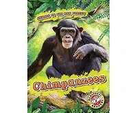 Chimpanzees