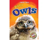 Baby Owls