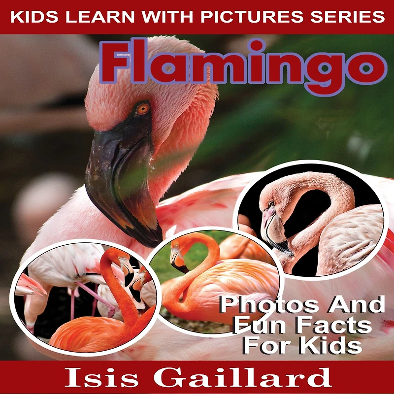 Flamingo: Photos and Fun Facts for Kids