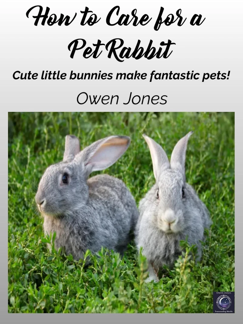 How To Care For A Pet Rabbit: Cute Little Bunnies Make Fantastic Pets!