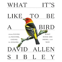 What It's Like to Be a Bird: From Flying Nesting, Eating Singing--What Birds Are Doing, and Why