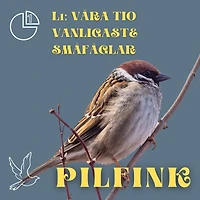 Pilfink: Våra tio vanligaste småfåglar