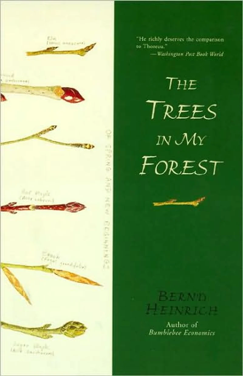 The Trees My Forest