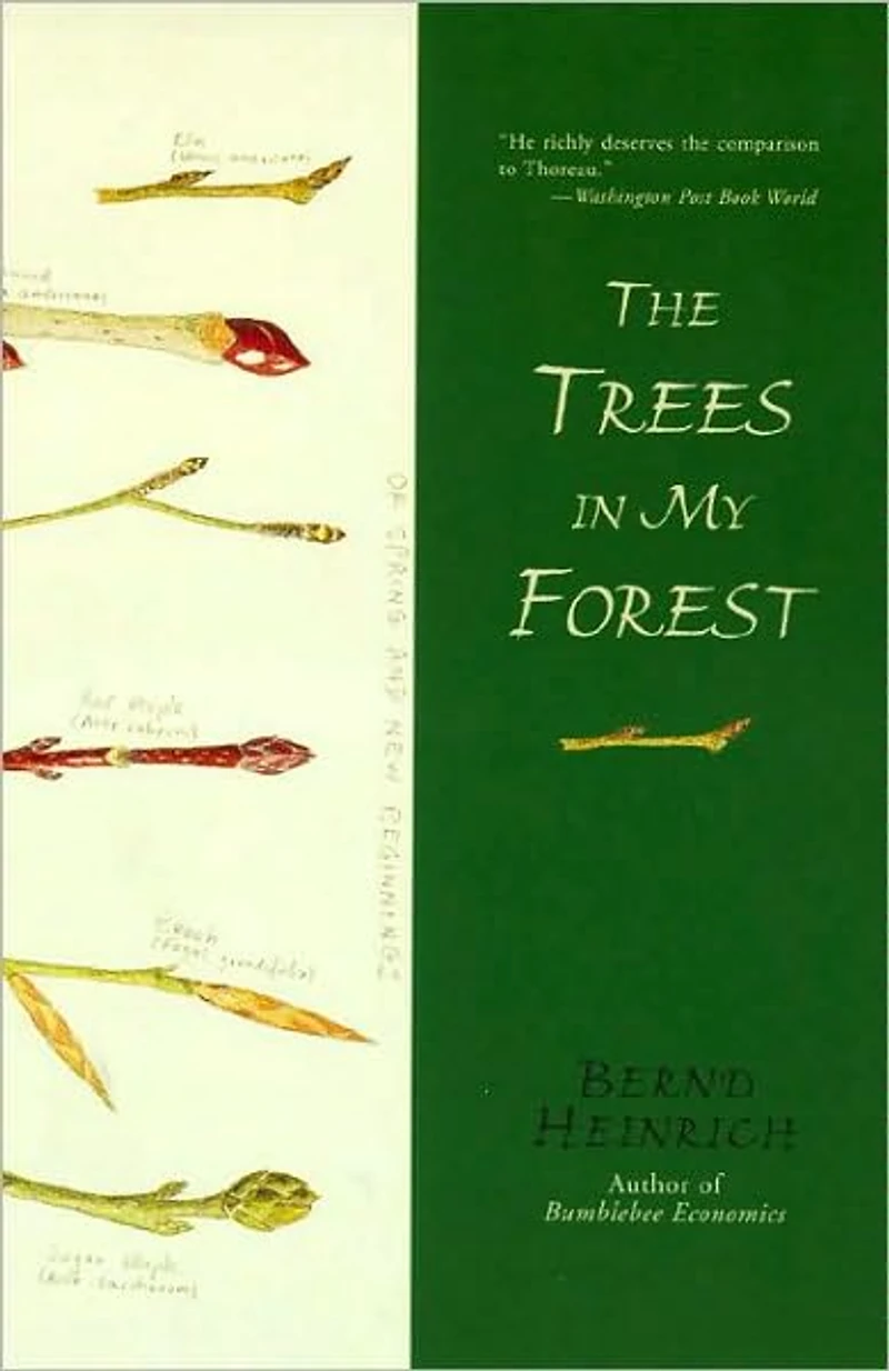 The Trees My Forest