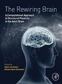 The Rewiring Brain: A Computational Approach to Structural Plasticity in the Adult Brain
