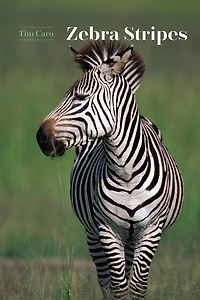 Zebra Stripes