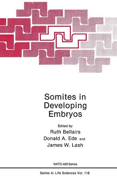 Somites Developing Embryos