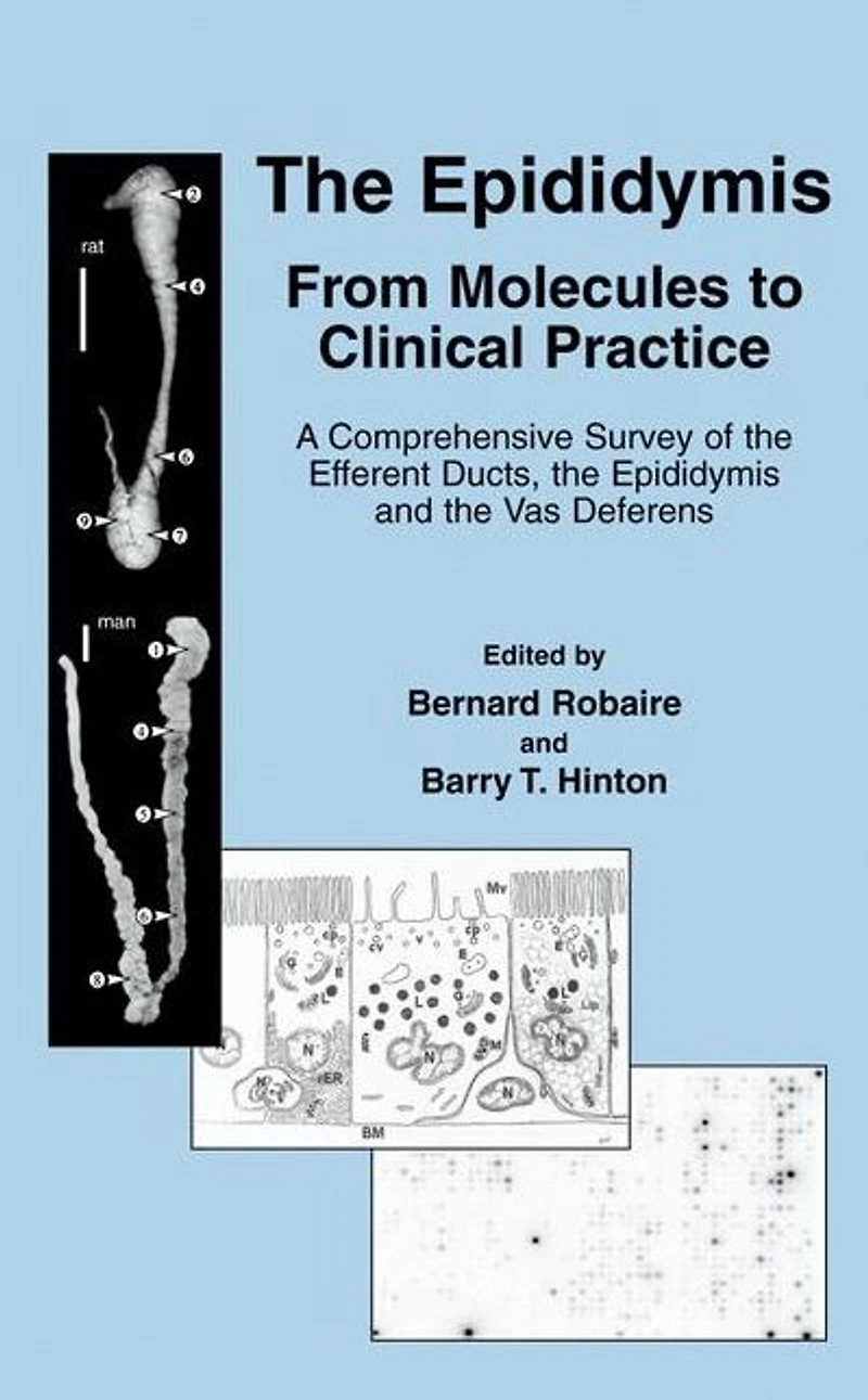 the Epididymis: From Molecules to Clinical Practice: A Comprehensive Survey of Efferent Ducts, Epididymis and Vas Deferens