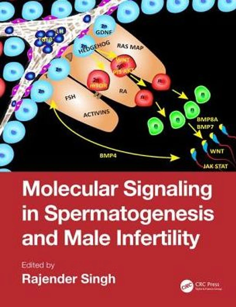 Molecular Signaling Spermatogenesis and Male Infertility