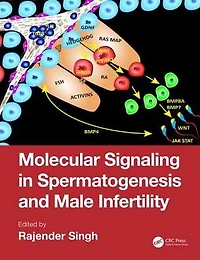 Molecular Signaling Spermatogenesis and Male Infertility