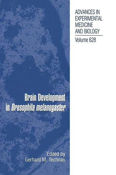 Brain Development Drosophila melanogaster