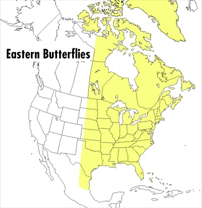 A Peterson Field Guide To Eastern Butterflies