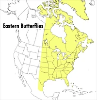 A Peterson Field Guide To Eastern Butterflies