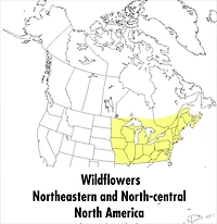A Peterson Field Guide To Wildflowers: Northeastern and North-central North America