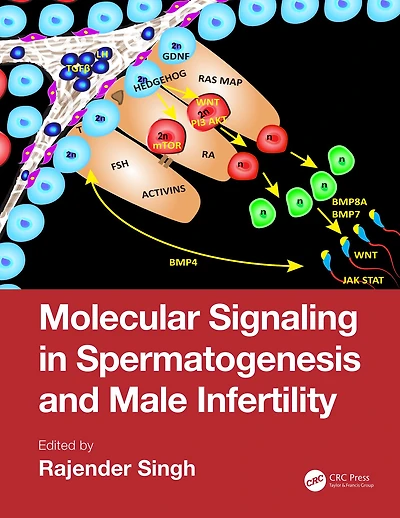 Molecular Signaling Spermatogenesis and Male Infertility