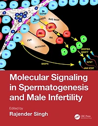 Molecular Signaling Spermatogenesis and Male Infertility