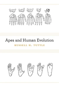 Apes and Human Evolution