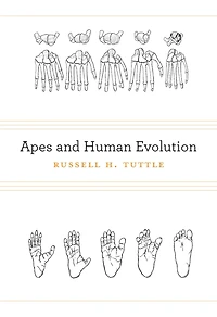 Apes and Human Evolution