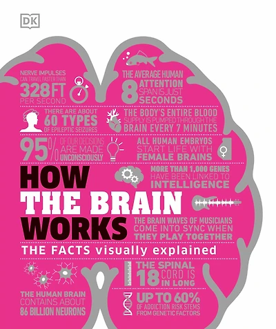 How The Brain Works: Facts Visually Explained