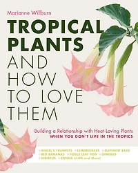 Tropical Plants and How to Love Them: Building a Relationship with Heat-Loving When You Don't Live The Tropics - Angel's Trumpets Lemongrass Elephant Ears Red Bananas Fiddle Leaf Figs Gingers Hibiscus Canna Lilies More!