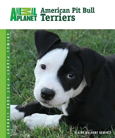 American Pit Bull Terriers