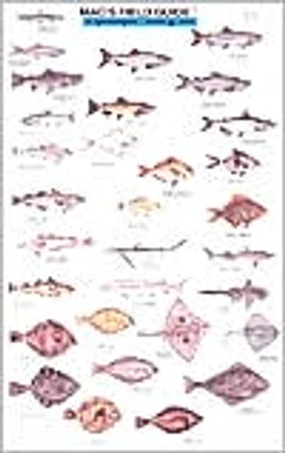 Mac's Field Guide to Northwestern Coastal Fish