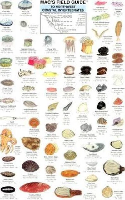 Mac's Field Guide to Northwest Coastal Invertebrates