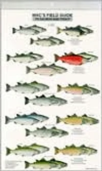 Mac's Field Guides: North America/Salmon and Trout