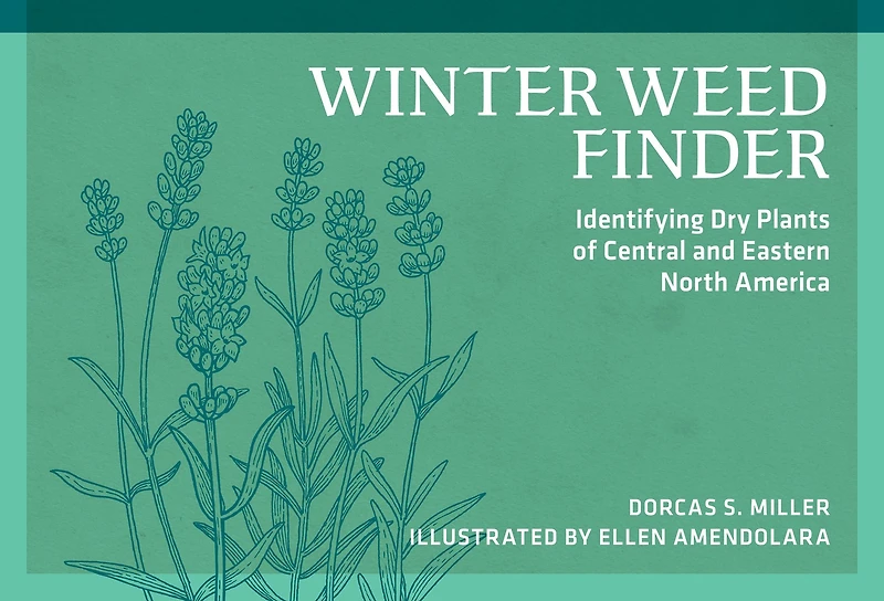 Winter Weed Finder: Identifying Dry Plants of Central and Eastern North America