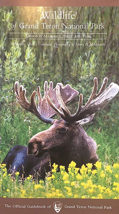 Wildlife of Grand Teton National Park