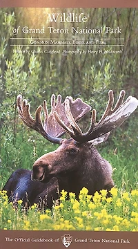 Wildlife of Grand Teton National Park