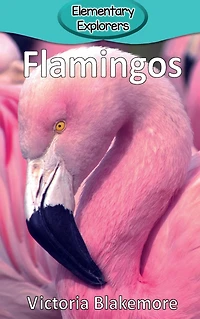 Flamingos