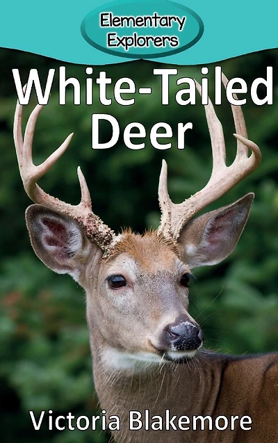 White-Tailed Deer