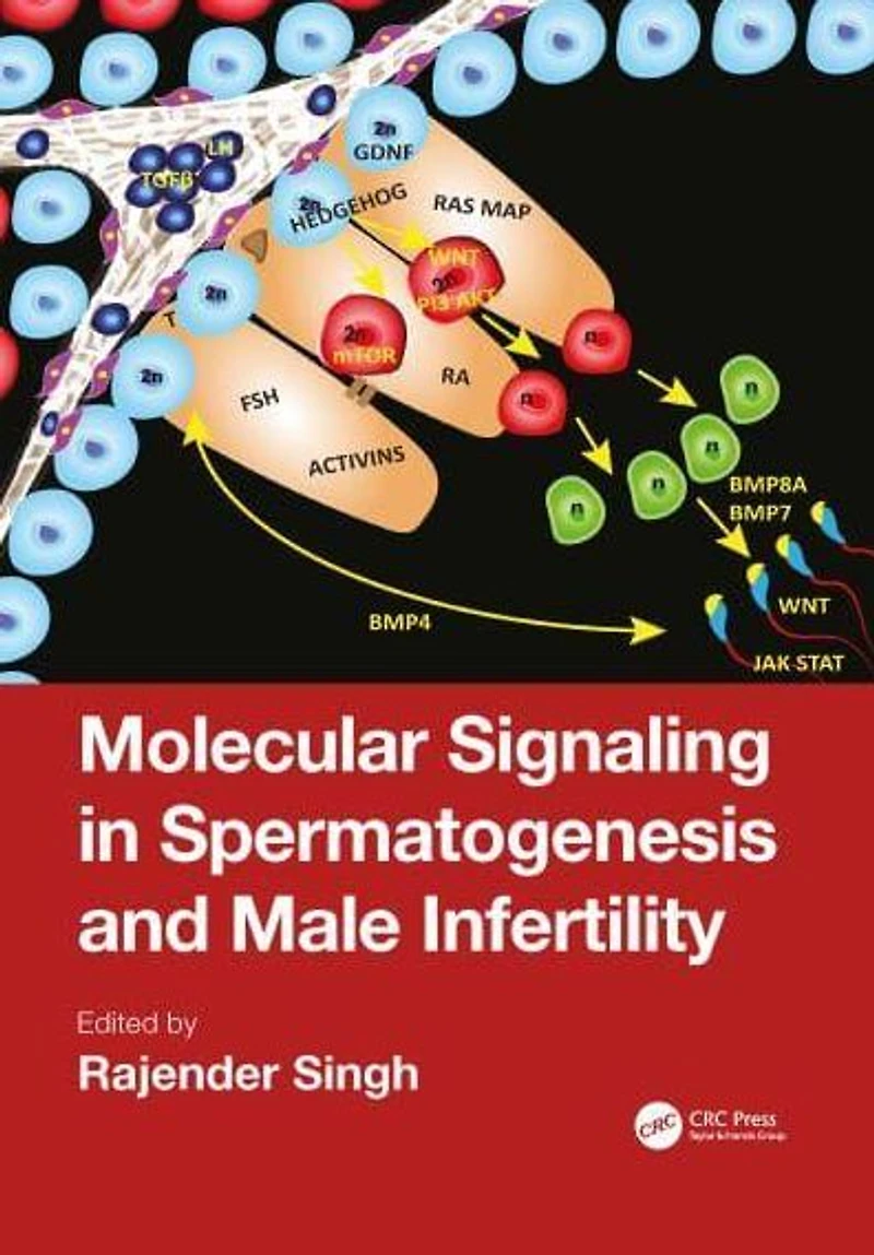 Molecular Signaling Spermatogenesis and Male Infertility