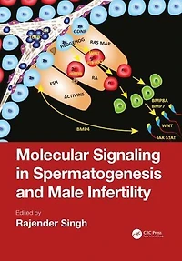 Molecular Signaling Spermatogenesis and Male Infertility