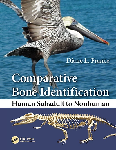 Comparative Bone Identification: Human Subadult to Nonhuman