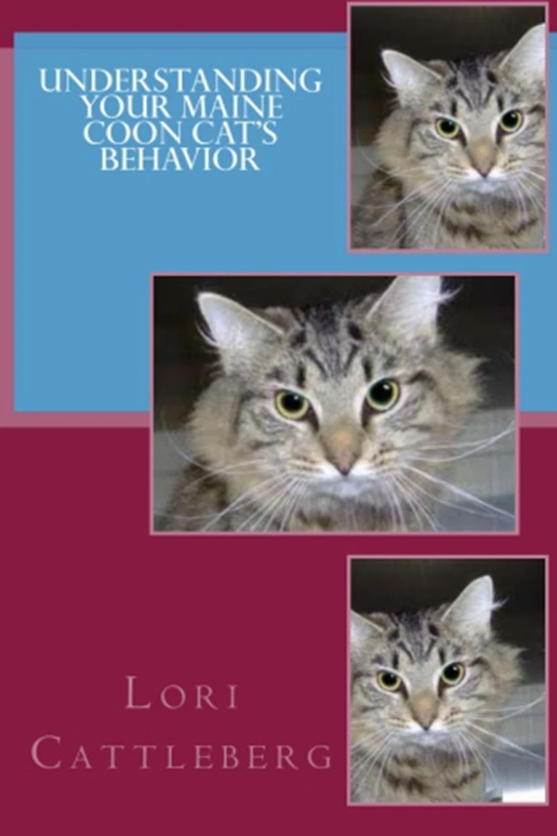 Understanding Your Maine Coon Cat's Behavior
