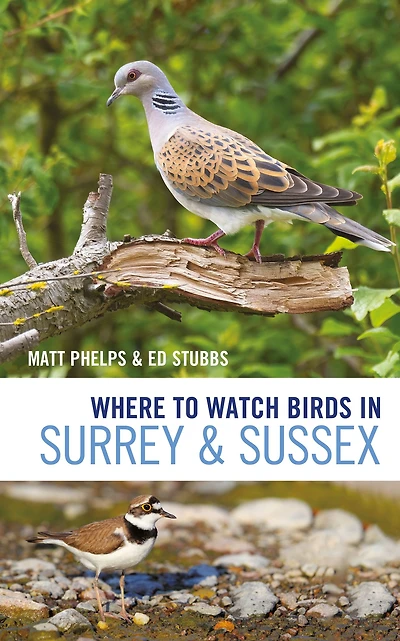 Where to Watch Birds Surrey and Sussex