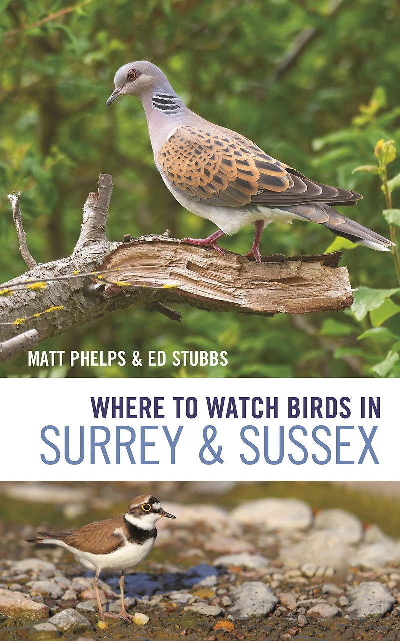 Where to Watch Birds Surrey and Sussex