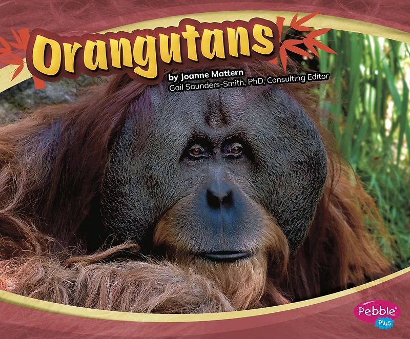 Orangutans