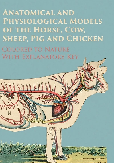 Anatomical and Physiological Models of the Horse, Cow, Sheep, Pig Chicken - Colored to Nature With Explanatory Key