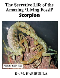 The Secretive Life of the Amazing Living Fossil Scorpion