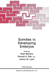 Somites Developing Embryos
