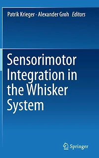 Sensorimotor Integration the Whisker System