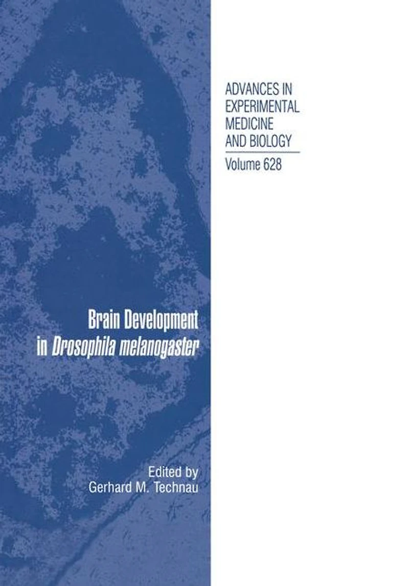 Brain Development Drosophila melanogaster