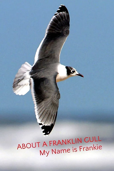 About a Franklin Gull: My Name is Frankie