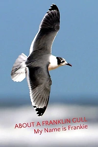 About a Franklin Gull: My Name is Frankie