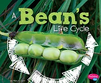 A Bean's Life Cycle